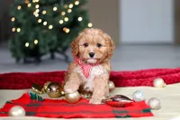 Milo, a male Cavapoo for sale in Sugarcreek, OH – Photo 7 of 8