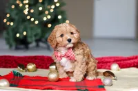 Milo, a male Cavapoo for sale in Sugarcreek, OH – Photo 5 of 8