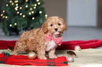 Milo, a male Cavapoo for sale in Sugarcreek, OH – Photo 4 of 8