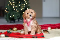 Milo, a male Cavapoo for sale in Sugarcreek, OH – Photo 3 of 8