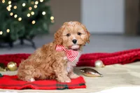 Milo, a male Cavapoo for sale in Sugarcreek, OH – Photo 2 of 8