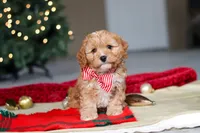 Milo, a male Cavapoo for sale in Sugarcreek, OH – Photo 1 of 8