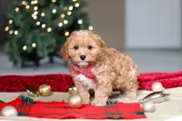Milo, a male Cavapoo for sale in Sugarcreek, OH – Photo 6 of 8