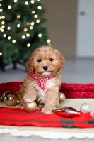 Milo, a male Cavapoo for sale in Sugarcreek, OH – Photo 8 of 8