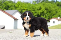 Cody, a male Bernese Mountain Dog for sale in Sugarcreek, OH – 4 of 9