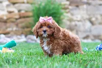 Sophie, a female Cavapoo for sale in Sugarcreek, OH – 5 of 6