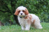Asher, a male Cavapoo for sale in Sugarcreek, OH – 2 of 10