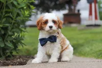 Asher, a male Cavapoo for sale in Sugarcreek, OH – 6 of 8