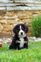 Willow, a female Bernese Mountain Dog for sale in Sugarcreek, OH – 9 of 10
