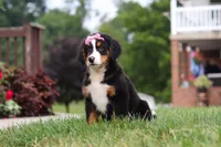 Casey, a female Bernese Mountain Dog for sale in Sugarcreek, OH – 2 of 10