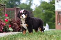 Casey, a female Bernese Mountain Dog for sale in Sugarcreek, OH – 6 of 10