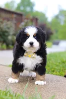 Kelly, a female Bernese Mountain Dog for sale in Sugarcreek, OH – Photo 6 of 10