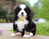 Kelly, a female Bernese Mountain Dog for sale in Sugarcreek, OH – Photo 10 of 10