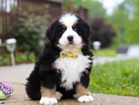 Kelly, a female Bernese Mountain Dog for sale in Sugarcreek, OH – Photo 1 of 10