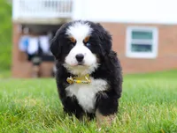 Kelly, a female Bernese Mountain Dog for sale in Sugarcreek, OH – Photo 7 of 10