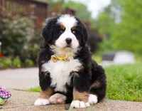 Kelly, a female Bernese Mountain Dog for sale in Sugarcreek, OH – Photo 3 of 10