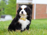 Kelly, a female Bernese Mountain Dog for sale in Sugarcreek, OH – Photo 9 of 10