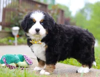 Kelly, a female Bernese Mountain Dog for sale in Sugarcreek, OH – Photo 4 of 10