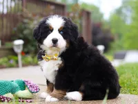 Kelly, a female Bernese Mountain Dog for sale in Sugarcreek, OH – Photo 2 of 10