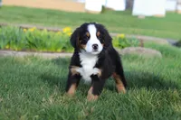 Oliver, a male Bernese Mountain Dog for sale in Sugarcreek, OH – Photo 3 of 7