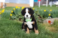 Oliver, a male Bernese Mountain Dog for sale in Sugarcreek, OH – Photo 7 of 7