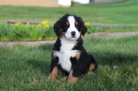 Oliver, a male Bernese Mountain Dog for sale in Sugarcreek, OH – Photo 4 of 7