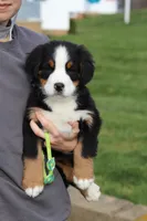 Oliver, a male Bernese Mountain Dog for sale in Sugarcreek, OH – Photo 2 of 7