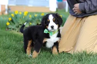 Oliver, a male Bernese Mountain Dog for sale in Sugarcreek, OH – Photo 5 of 7