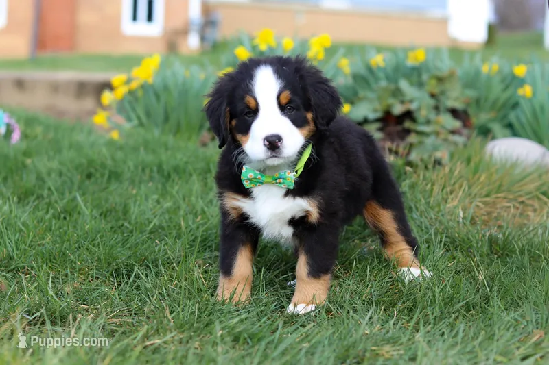 Oliver – Bernese Mountain Dog puppy for sale in Sugarcreek, OH