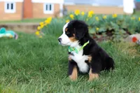Oliver, a male Bernese Mountain Dog for sale in Sugarcreek, OH – Photo 6 of 7