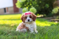 Lilly, a female Cavapoo for sale in Sugarcreek, OH – 3 of 10