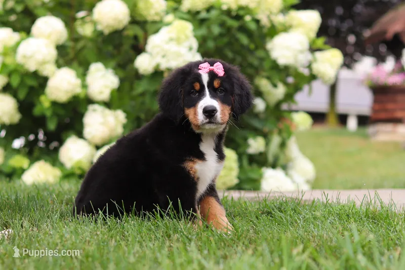 Marcy – Bernese Mountain Dog puppy for sale in Sugarcreek, OH