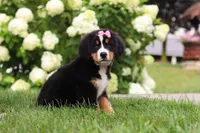Marcy, a female Bernese Mountain Dog for sale in Sugarcreek, OH – 1 of 10