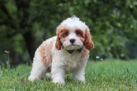 Asher, a male Cavapoo for sale in Sugarcreek, OH – 7 of 10