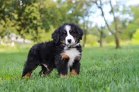 Kory, a male Bernese Mountain Dog for sale in Sugarcreek, OH – 2 of 10