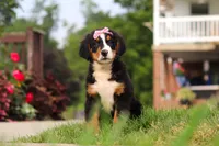 Casey, a female Bernese Mountain Dog for sale in Sugarcreek, OH – 4 of 10