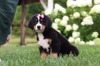 Marcy, a female Bernese Mountain Dog for sale in Sugarcreek, OH – 2 of 10