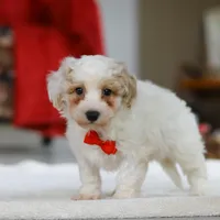 Miles, a male Bichon Frise for sale in Sugarcreek, OH – Photo 4 of 5