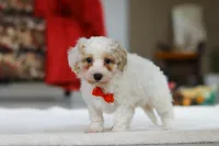 Miles, a male Bichon Frise for sale in Sugarcreek, OH – Photo 4 of 5