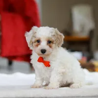 Miles, a male Bichon Frise for sale in Sugarcreek, OH – Photo 1 of 5