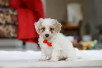 Miles, a male Bichon Frise for sale in Sugarcreek, OH – Photo 1 of 5