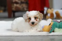 Miles, a male Bichon Frise for sale in Sugarcreek, OH – Photo 5 of 5