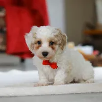 Miles, a male Bichon Frise for sale in Sugarcreek, OH – Photo 3 of 5