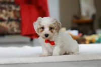 Miles, a male Bichon Frise for sale in Sugarcreek, OH – Photo 3 of 5