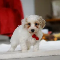 Miles, a male Bichon Frise for sale in Sugarcreek, OH – Photo 2 of 5