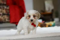 Miles, a male Bichon Frise for sale in Sugarcreek, OH – Photo 2 of 5