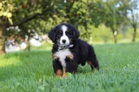 Kory, a male Bernese Mountain Dog for sale in Sugarcreek, OH – 7 of 10
