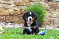 Bailey, a female Bernese Mountain Dog for sale in Sugarcreek, OH – 2 of 6