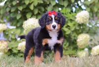 Amber, a female Bernese Mountain Dog for sale in Sugarcreek, OH – Photo 5 of 6