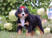 Amber, a female Bernese Mountain Dog for sale in Sugarcreek, OH – Photo 4 of 6
